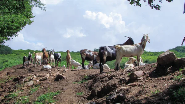 Goats Feeding Wild Northeastern Brazil — 스톡 사진