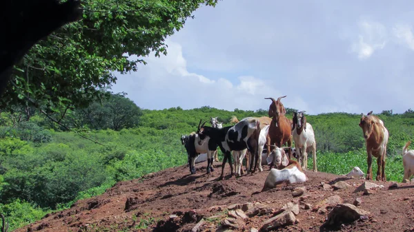 Goats Feeding Wild Northeastern Brazil — Zdjęcie stockowe