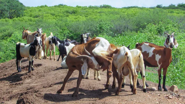 Goats Feeding Wild Northeastern Brazil — 스톡 사진