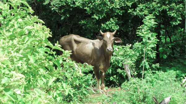 Oxen Grazing Wild Northeastern Brazil — 스톡 사진
