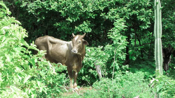 Oxen Grazing Wild Northeastern Brazil — стокове фото