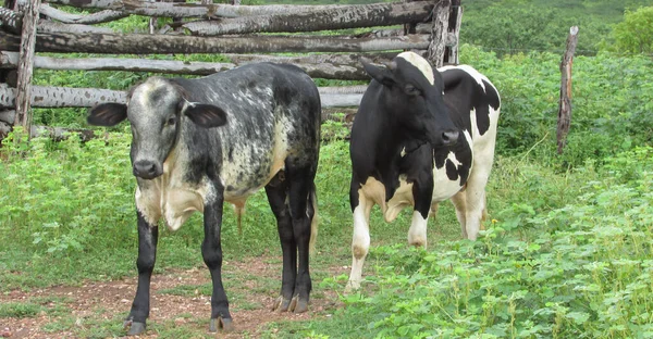 Oxen Grazing Wild Northeastern Brazil — Stok fotoğraf