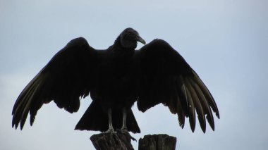 rare image of an open-winged buzzard