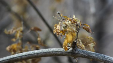 Dried autumn leaf with natural background