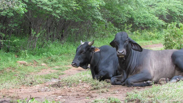 Oxen Grazing Wild Northeastern Brazil — 图库照片