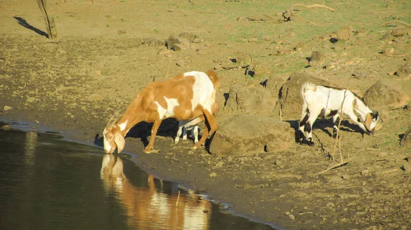 Wrong Goats Drinking Water Mud — Stockfoto