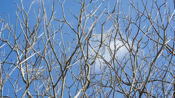 Dry Branches Blue Sky Background — Stockfoto