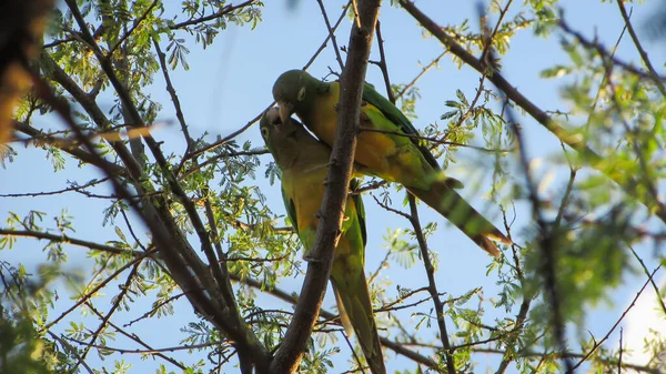 Caatinga Parakeet Beautiful Time Affection Imagen de stock