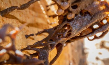 Stingless bee nest interior with eggs and wax