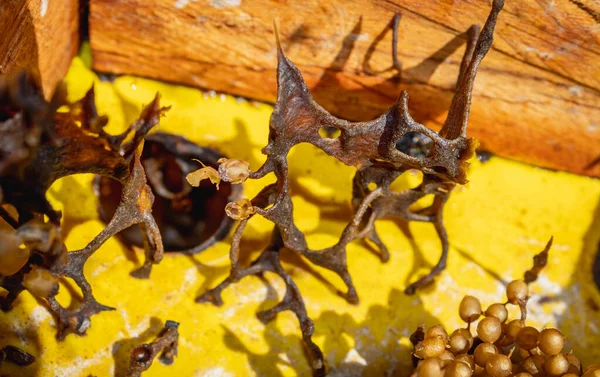 Stingless Bee Nest Interior Eggs Wax — Stock Fotó