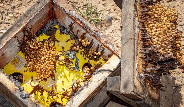 Stingless bee nest interior with eggs and wax