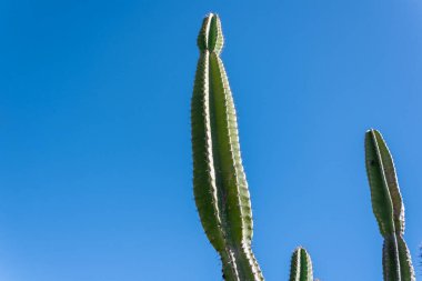 Mandacaru cactus, blue sky in the background