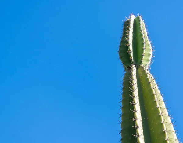 Mandacaru Cactus Blue Sky Background — 스톡 사진