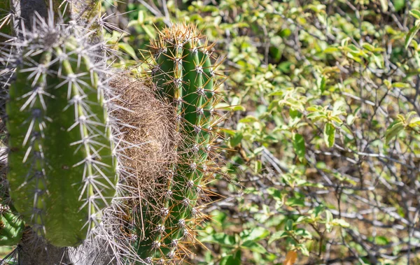 Mandacaru Cactus Natural Natural Spots Formations — Stockfoto