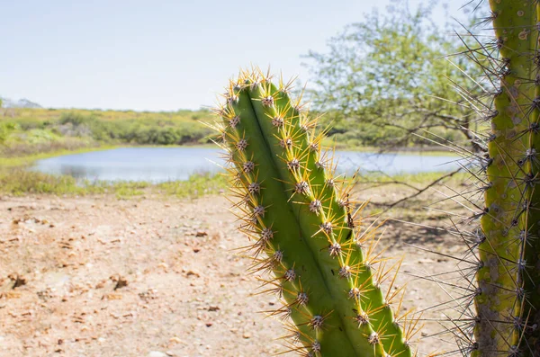 Mandacaru Cactus Composing Landscape Background Defocused Water Mountain — Stockfoto