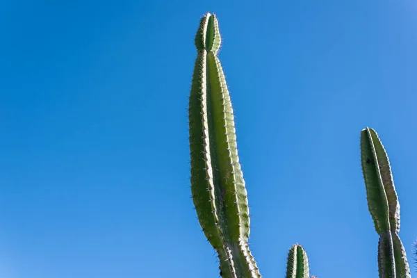 Mandacaru Cactus Blue Sky Background — Stock Photo, Image