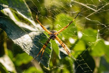 Örümcek ağıyla örümceğe odaklanıyor