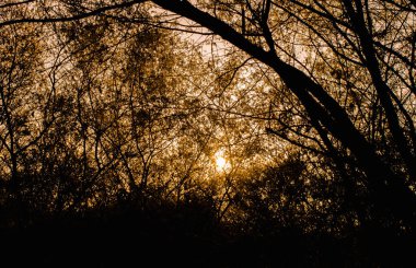 Gün batımında siluet içinde katinga, Brezilya 'dan tipik ağaçlar