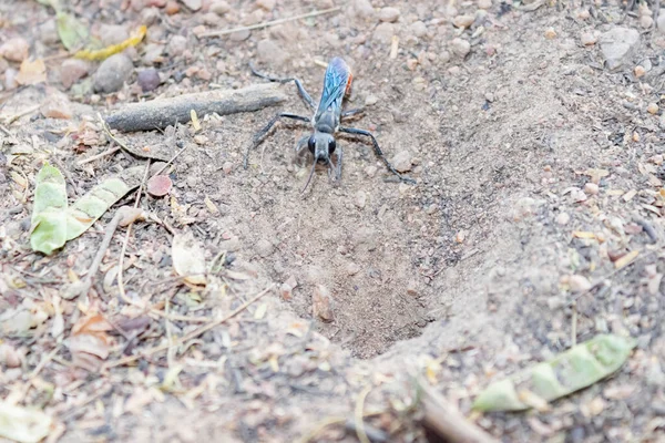 Prionyx Wasp Digging Its Burrow Seen — Stock Photo, Image