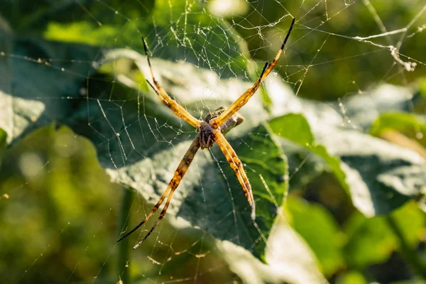 Spinne Netz Konzentriert Sich Auf Die Spinne — Stockfoto