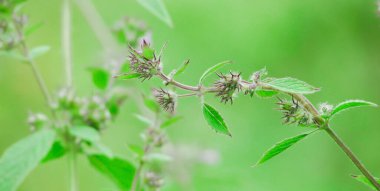 Arka planı bulanık yeşil bitki yaprakları. Doğal ortam