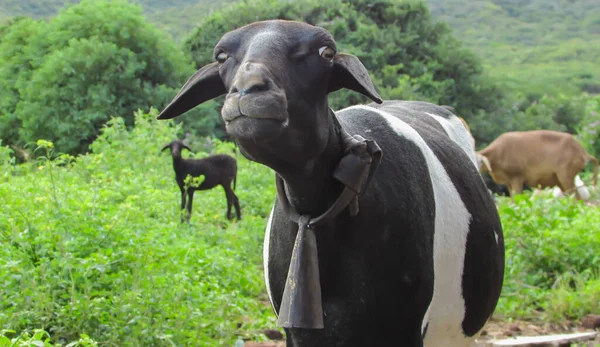 Caatinga Ovce Pozadí Přírody Pastevním Prostředí — Stock fotografie