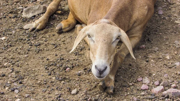 凯廷加羊 在大自然的背景下 在草原环境中 — 图库照片