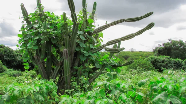 卡玛卡鲁脑梗死巴西Caatinga的仙人掌 浓密的绿色 有许多荆棘 — 图库照片