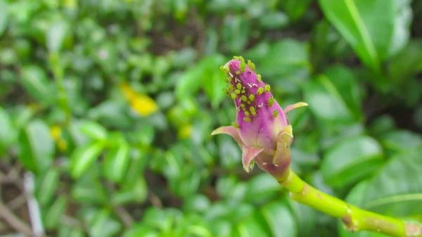 진딧물 분홍빛 꽃으로 Cryptostegia Madagascariensis 꽃봉오리 — 스톡 사진