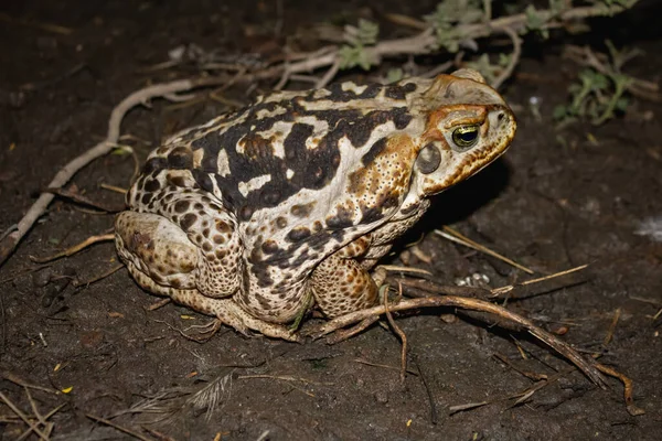 Rietpad Jachthaven Van Rhinella Wazig Aardoppervlak — Stockfoto