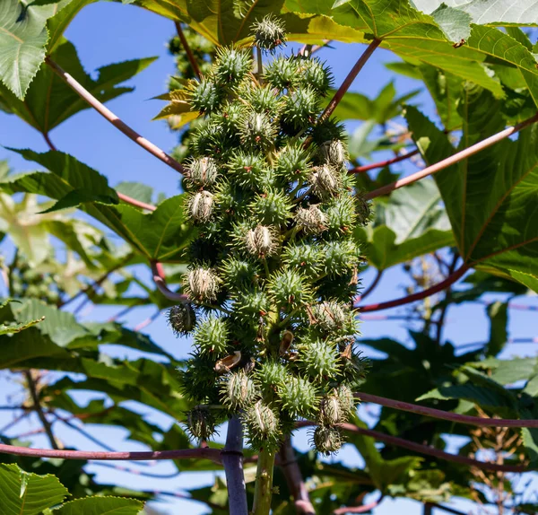 Folha Fruto Planta Ricinus Communis Poluído Conhecido Como Mamona — Fotografia de Stock