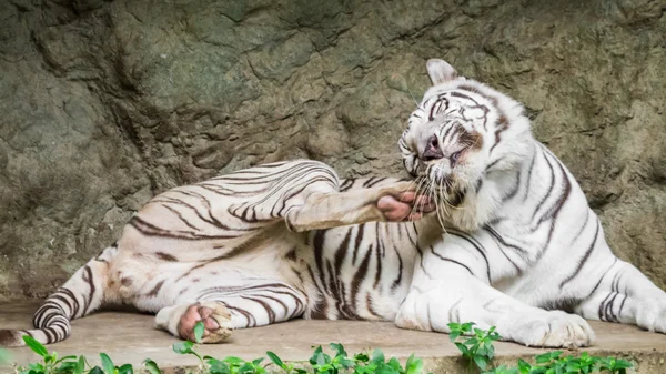 Tigre del Bengala Bianco — Foto Stock