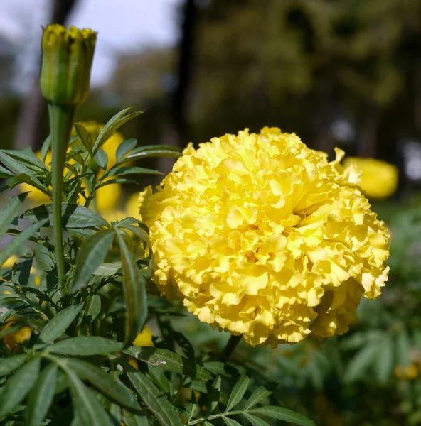 Calendula fiore — Foto Stock