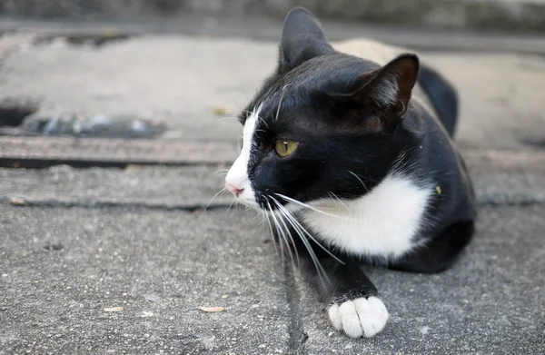 黑色和白色的流浪猫 — 图库照片