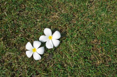 çimenli alan üzerinde beyaz plumeria