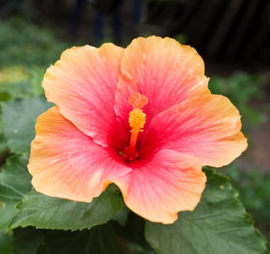 hibiscus çiçeği