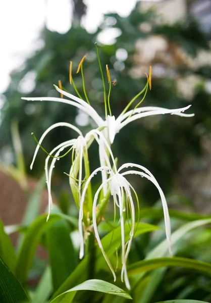 Crinum lily