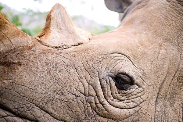 Rhinoceros eye — Stock Photo, Image