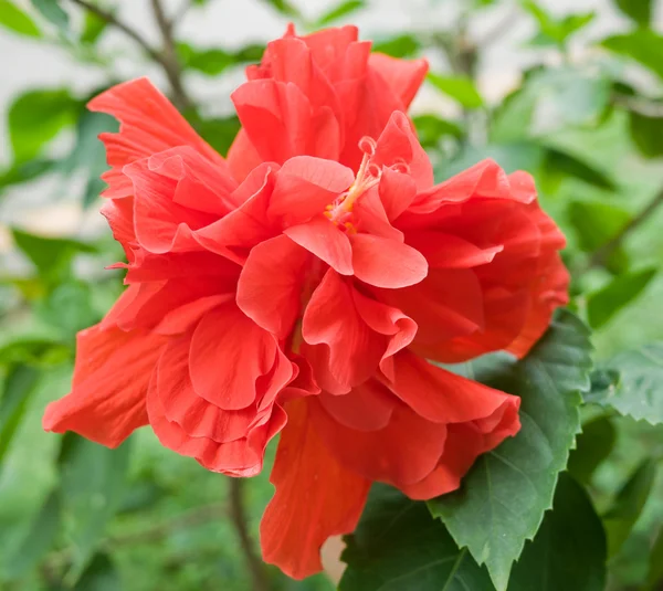 Fiore di ibisco — Foto Stock