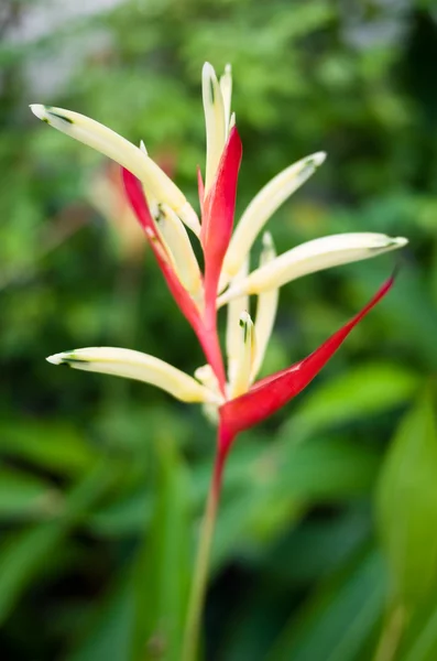 Uccello del paradiso fiore — Foto Stock