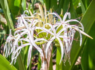 Crinum lily