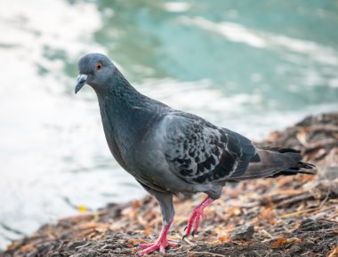 lakeside adlı tek başına yürürken güvercin