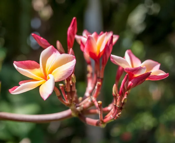 Pink plumeria — Stock Photo, Image