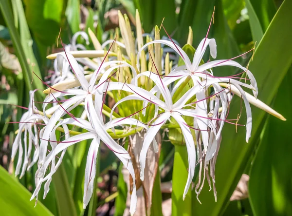 Haaklelie lily — Stockfoto