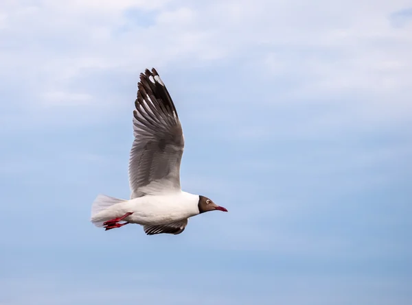 Gaviotas volando en el cielo — Foto de Stock