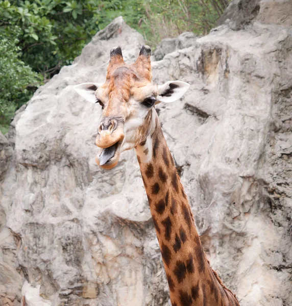 Giraffe — Stock Photo, Image