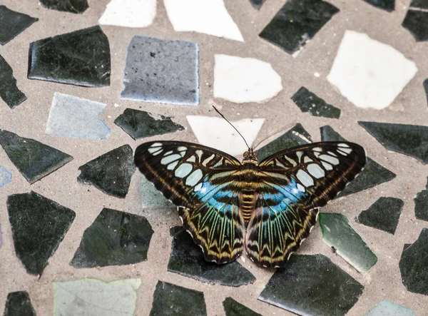 Schmetterling auf Mosaikboden — Stockfoto