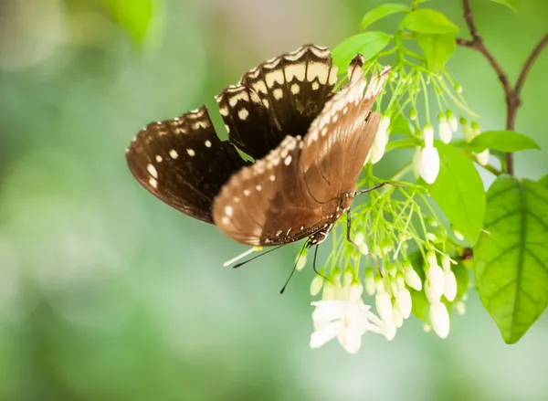 Mariposa sobre flores blancas —  Fotos de Stock