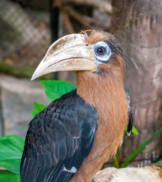 Porträt des braunen Hornvogels — Stockfoto