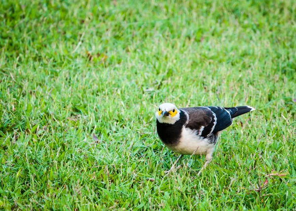 Pássaro em pé no campo verde gramado — Fotografia de Stock